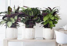 Калатеи (Calathea)