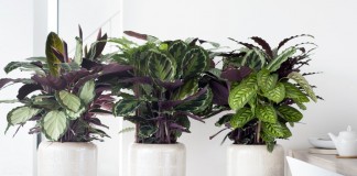 Калатеи (Calathea)