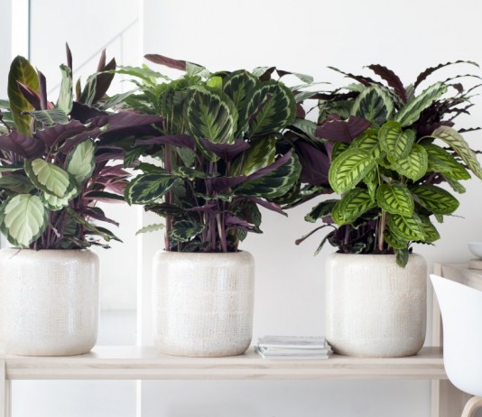 Калатеи (Calathea)
