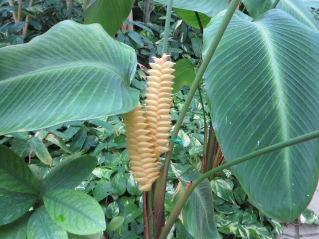 Калатея замечательная (Calathea crotalifera) Калатея замечательная (Calathea crotalifera)