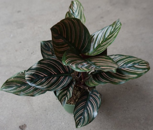 Калатея украшенная (Calathea Ornata) Калатея украшенная (Calathea Ornata)