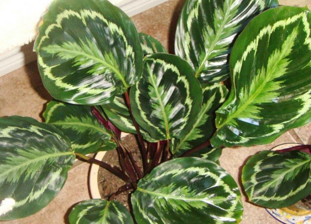 Калатея розовато-раскрашенная (Calathea roseopicta) Калатея розовато-раскрашенная (Calathea roseopicta)