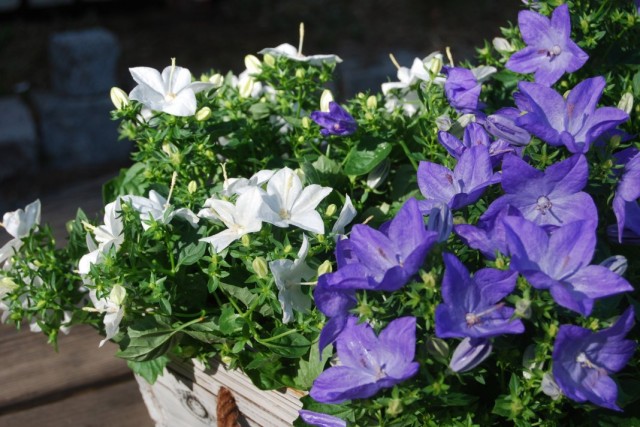 Колокольчик равнолистный, или Кампанула равнолистная (Campanula isophylla) Колокольчик равнолистный, или Кампанула равнолистная (Campanula isophylla)