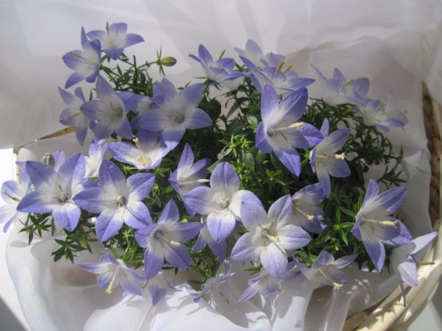 Колокольчик равнолистный "Берлин Биколор" (Campanula isophylla 'Berlin Bicolor') Колокольчик равнолистный "Берлин Биколор" (Campanula isophylla 'Berlin Bicolor')