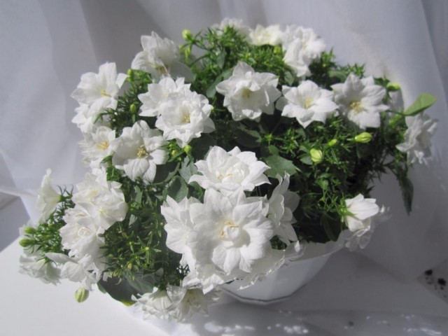 Колокольчик равнолистный "Дублин Вайт" (Campanula Isophylla 'Dublin White') Колокольчик равнолистный "Дублин Вайт" (Campanula Isophylla 'Dublin White')