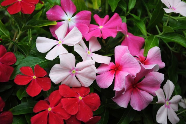 Катарантус розовый, или барвинок розовый "Медитеррениан" смесь (Catharanthus roseus 'Mediterranean XP' mix) Катарантус розовый, или барвинок розовый "Медитеррениан" смесь (Catharanthus roseus 'Mediterranean XP' mix)