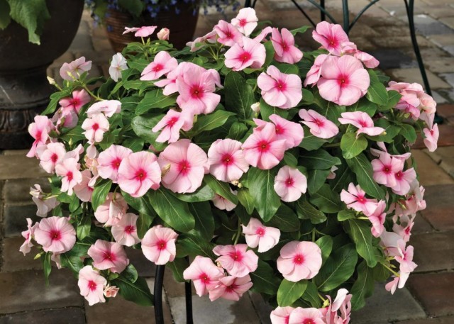 Катарантус розовый, или барвинок розовый "Кора Каскад Стравберри" (Catharanthus roseus 'Cora® Cascade Strawberry') Катарантус розовый, или барвинок розовый "Кора Каскад Стравберри" (Catharanthus roseus 'Cora® Cascade Strawberry')