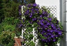 Клематис Жакмана (Clematis jackmanii)