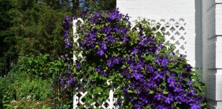Клематис Жакмана (Clematis jackmanii)