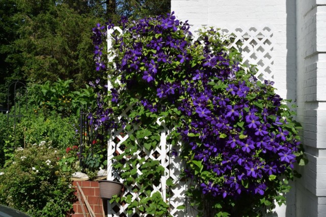 Клематис Жакмана (Clematis jackmanii) Клематис Жакмана (Clematis jackmanii)