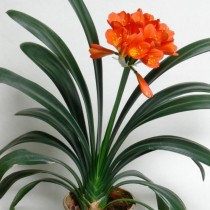 Кливия киноварная (Clivia Miniata) Кливия киноварная (Clivia Miniata)