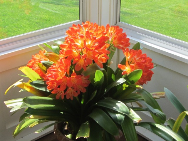 Кливия (Clivia) Кливия (Clivia)