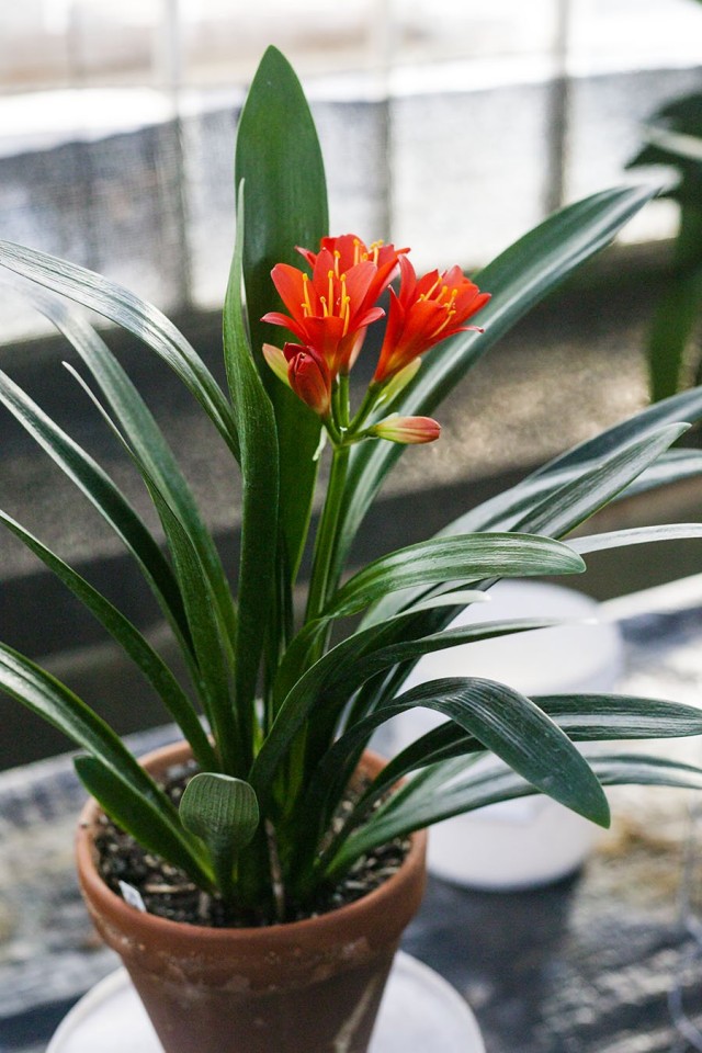 Кливия киноварная (Clivia Miniata) Кливия киноварная (Clivia Miniata)
