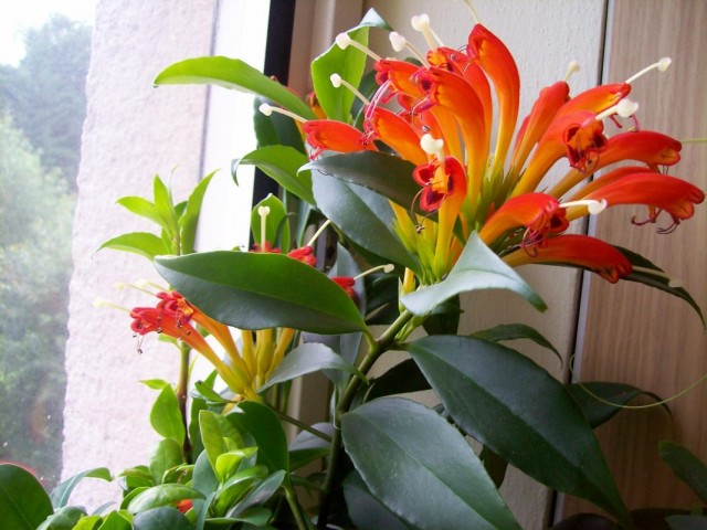 Колумнея (Columnea) Колумнея (Columnea)