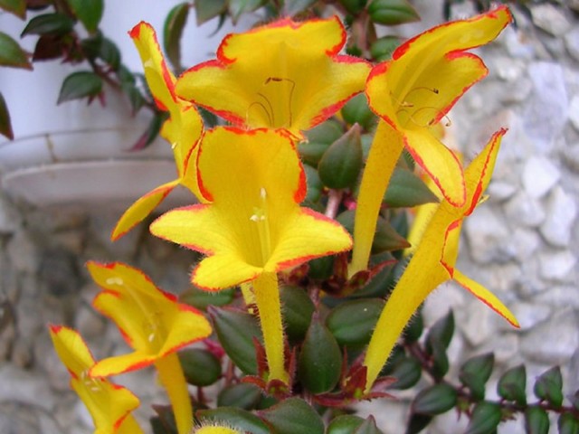 Колумнея (Columnea) Колумнея (Columnea)