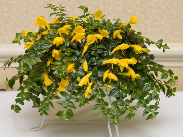 Колумнея (Columnea) Колумнея (Columnea)