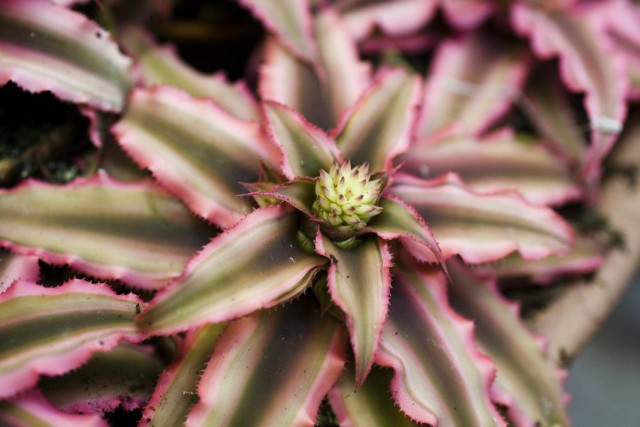 Криптантус (Cryptanthus) Криптантус (Cryptanthus)