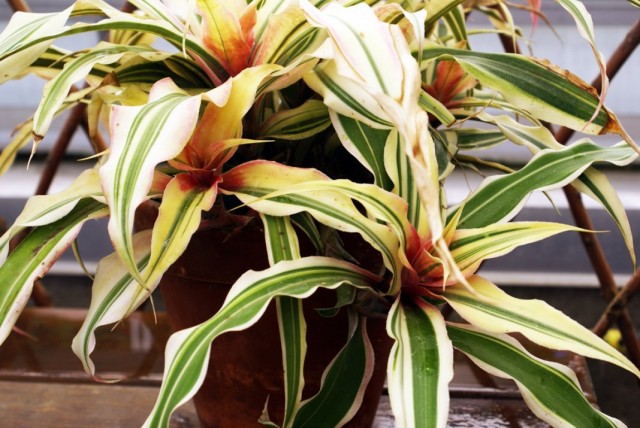 Криптантус (Cryptanthus) Криптантус (Cryptanthus)