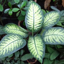 Диффенбахия Баузе (Dieffenbachia × bausei) Диффенбахия Баузе (Dieffenbachia × bausei)