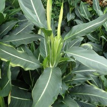 Диффенбахия Эрстеда (Dieffenbachia oerstedii) Диффенбахия Эрстеда (Dieffenbachia oerstedii)