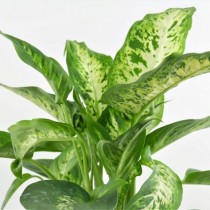 Диффенбахия Сегуина (Dieffenbachia seguine) Диффенбахия Сегуина (Dieffenbachia seguine)