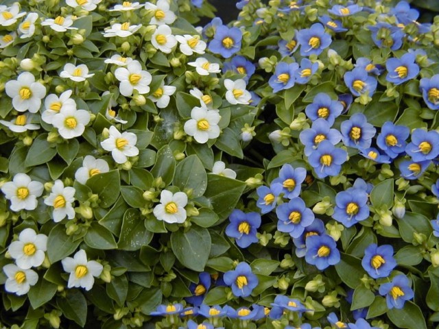 Экзакум родственный (Exacum affine) Экзакум родственный (Exacum affine)