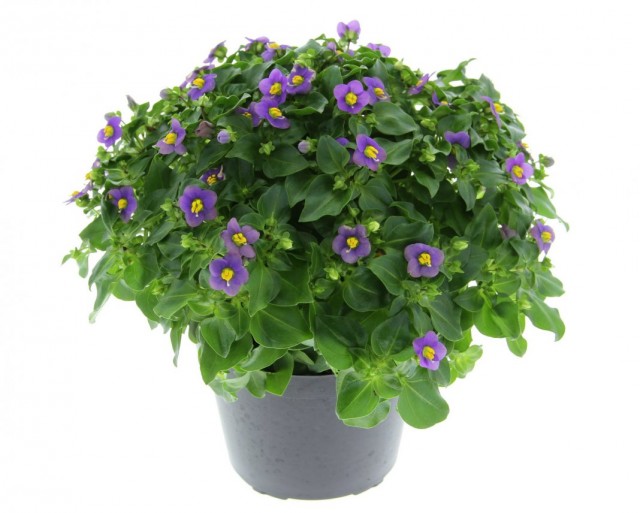 Экзакум родственный (Exacum affine) Экзакум родственный (Exacum affine)