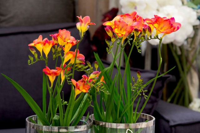 Фрезия (Freesia) Фрезия (Freesia)