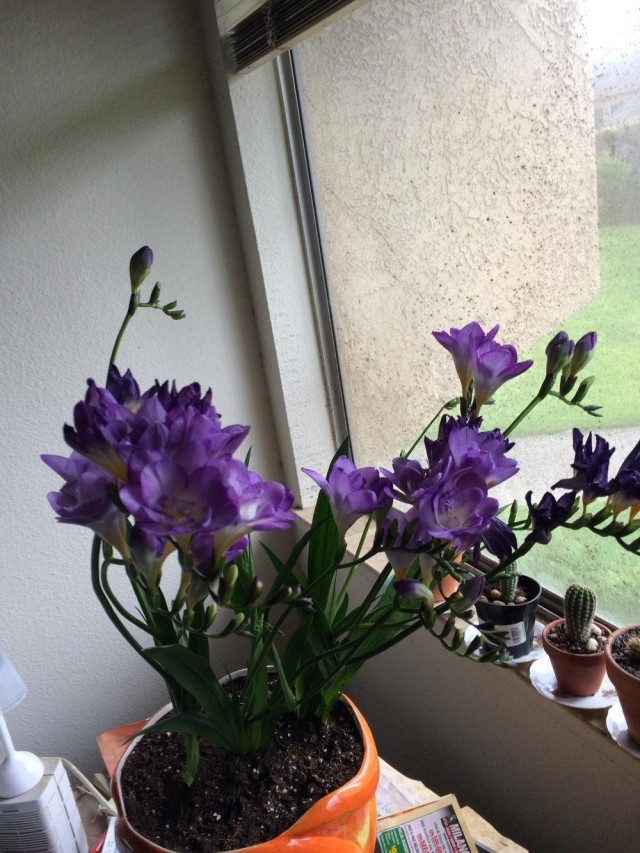 Фрезия (Freesia) Фрезия (Freesia)