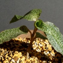 Драгоценная орхидея Гудайера (Goodyera) Драгоценная орхидея Гудайера (Goodyera)