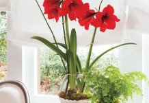 Гиппеаструм (Hippeastrum)