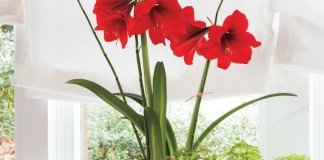 Гиппеаструм (Hippeastrum)