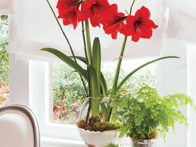 Гиппеаструм (Hippeastrum) Гиппеаструм (Hippeastrum)