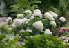 Гортензия древовидная (Hydrangea arborescens)