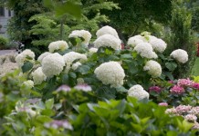 Гортензия древовидная (Hydrangea arborescens)