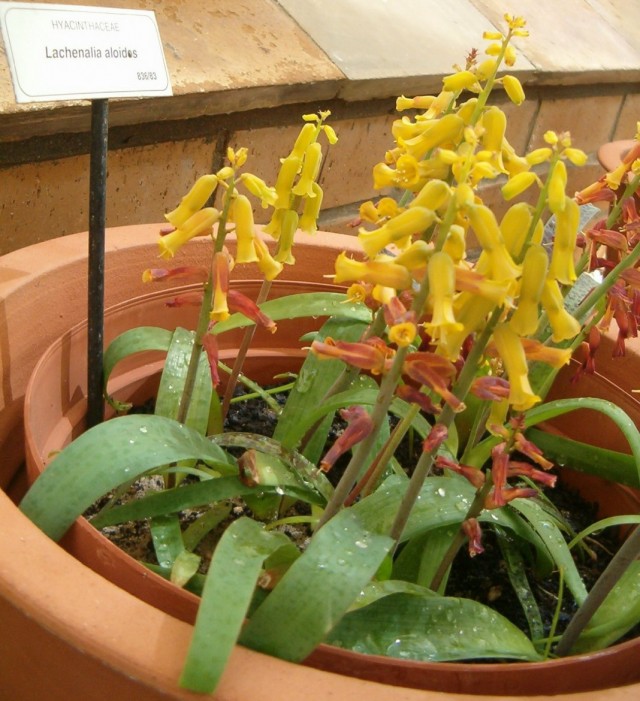 Лашеналия алоэвидная, или лахеналия алоэвидная (Lachenalia aloides) Лашеналия алоэвидная, или лахеналия алоэвидная (Lachenalia aloides)