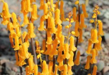 Лашеналия алоэвидная, или лахеналия алоэвидная (Lachenalia aloides)