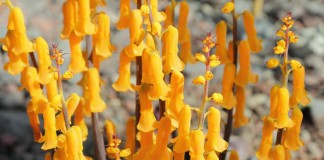 Лашеналия алоэвидная, или лахеналия алоэвидная (Lachenalia aloides)