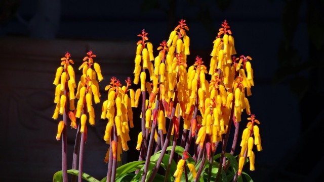 Лашеналия алоэвидная, или лахеналия алоэвидная (Lachenalia aloides) Лашеналия алоэвидная, или лахеналия алоэвидная (Lachenalia aloides)