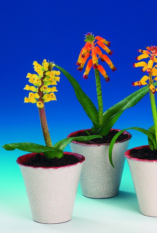 Лашеналия алоэвидная, или лахеналия алоэвидная (Lachenalia aloides) Лашеналия алоэвидная, или лахеналия алоэвидная (Lachenalia aloides)