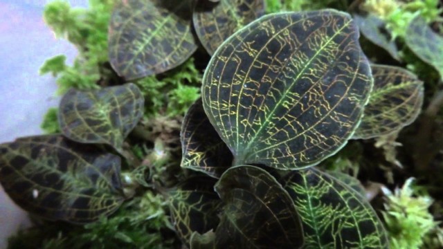 Драгоценная орхидея Макодес петола (Macodes petola) Драгоценная орхидея Макодес петола (Macodes petola)