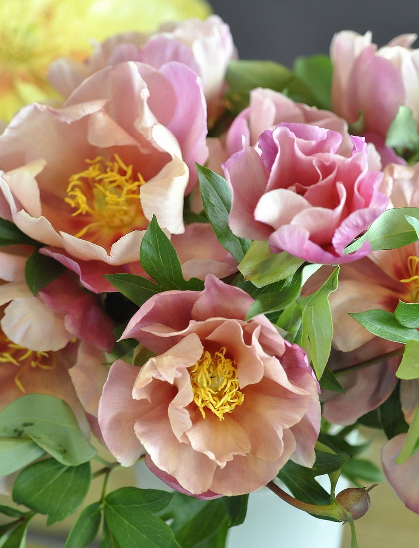 Paeonia-Joanna-Marlene-1