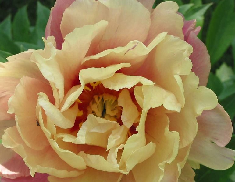Paeonia-Joanna-Marlene-2