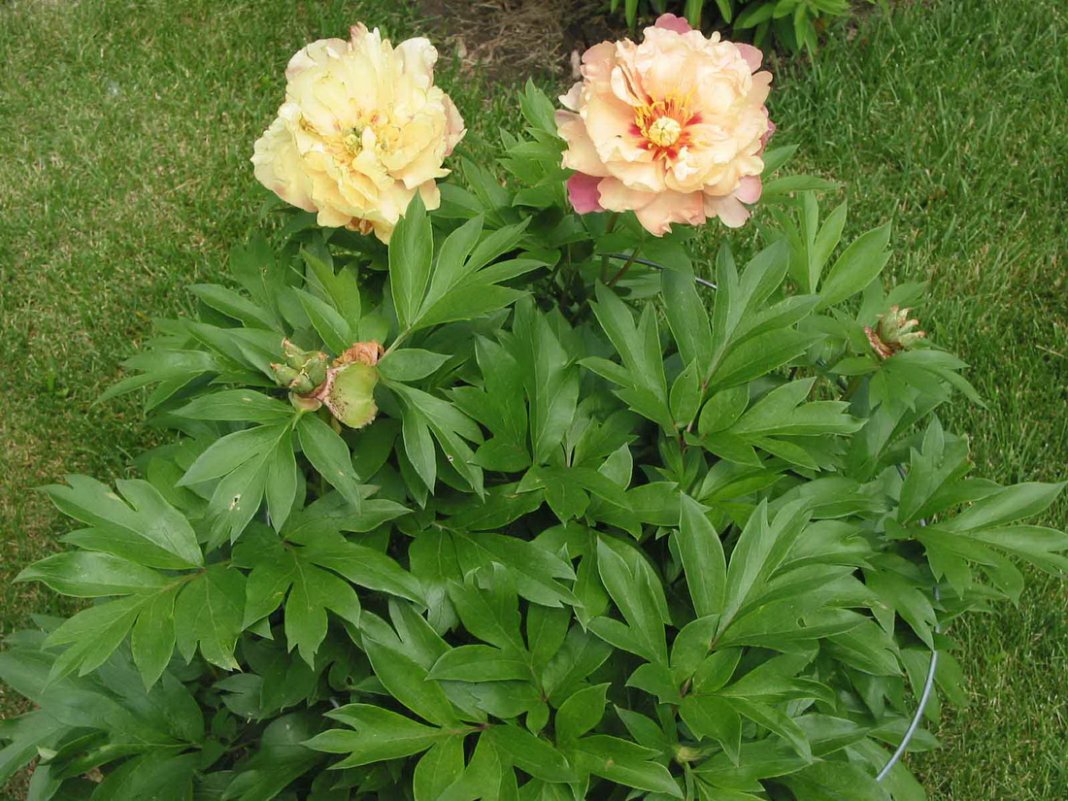 Paeonia-Joanna-Marlene-3