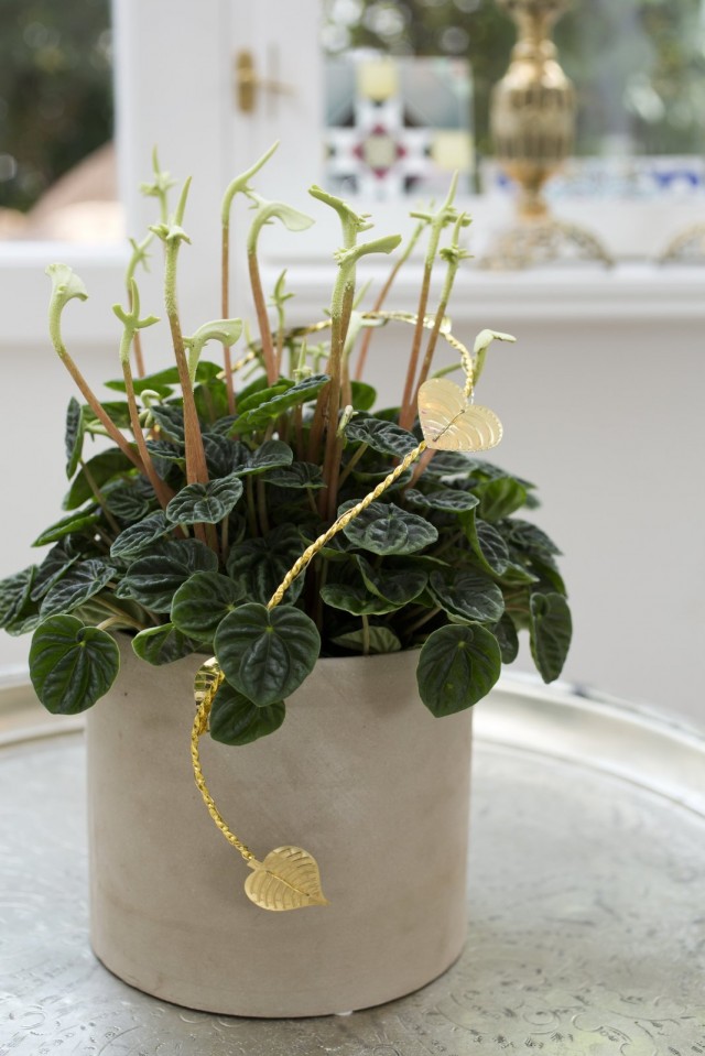 Пеперомия сморщенная (Peperomia caperata) Пеперомия сморщенная (Peperomia caperata)