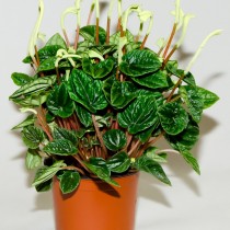 Пеперомия сморщенная (Peperomia caperata) Пеперомия сморщенная (Peperomia caperata)