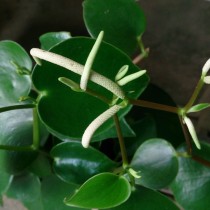 Пеперомия многокистевая (Peperomia polybotrya) Пеперомия многокистевая (Peperomia polybotrya)
