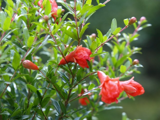 Комнатный гранат (Punica granatum) Комнатный гранат (Punica granatum)