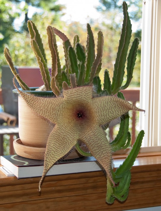 Стапелия гигантская (Stapelia gigantea) Стапелия гигантская (Stapelia gigantea)