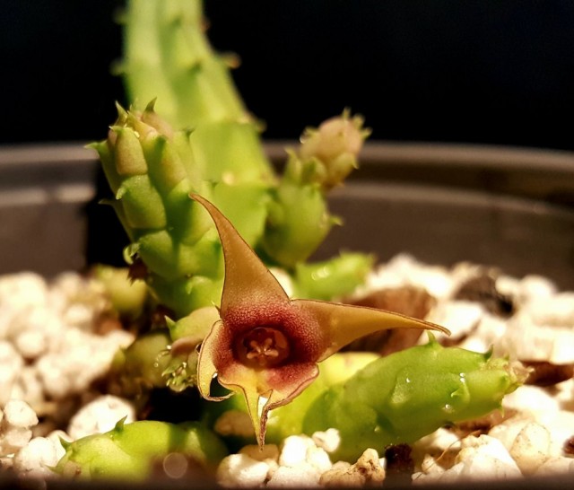 Стапелия изменчивая (Stapelia mutabilis) Стапелия изменчивая (Stapelia mutabilis)